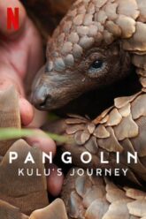 Pangolin Kulu’s Journey การเดินทางของคูลู 2025