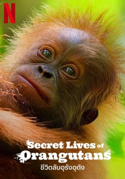 secret-lives-of-orangutans-2024