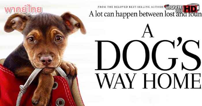 ดูหนัง A Dog's Way Home เพื่อนรักผจญภัยสี่ร้อยไมล์ 2019
